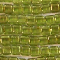 Tile Bead Olive Gold