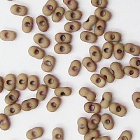 NEW Matt Carmel Corn Farfalle