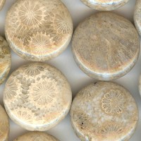 Petoskey Type Disc